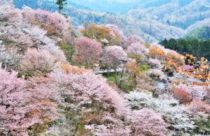 関西お籠旅行_吉野山の桜