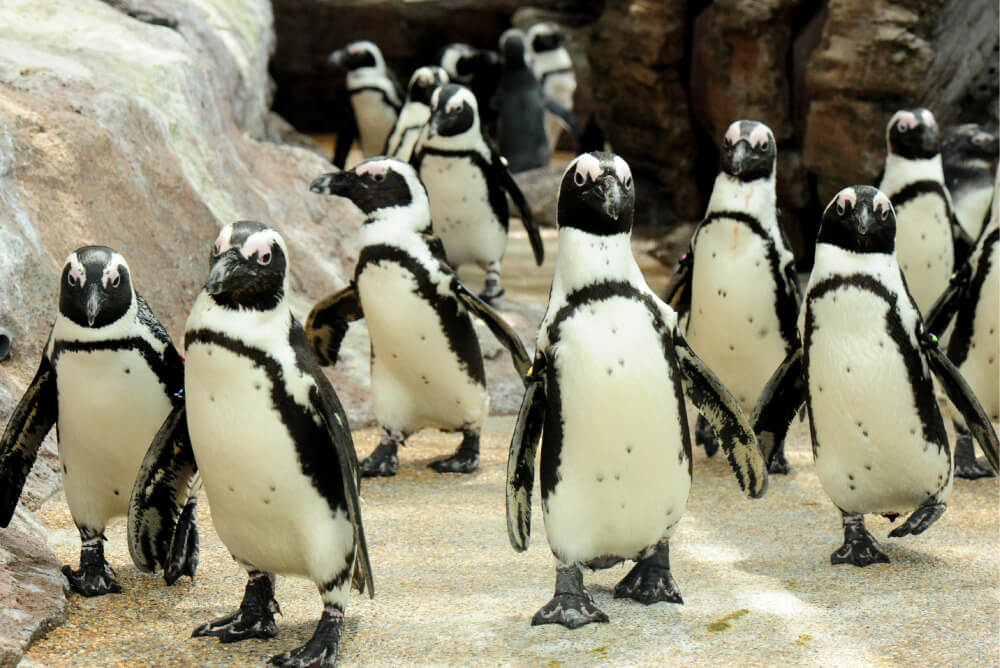 京都水族館のかわいいペンギンたち