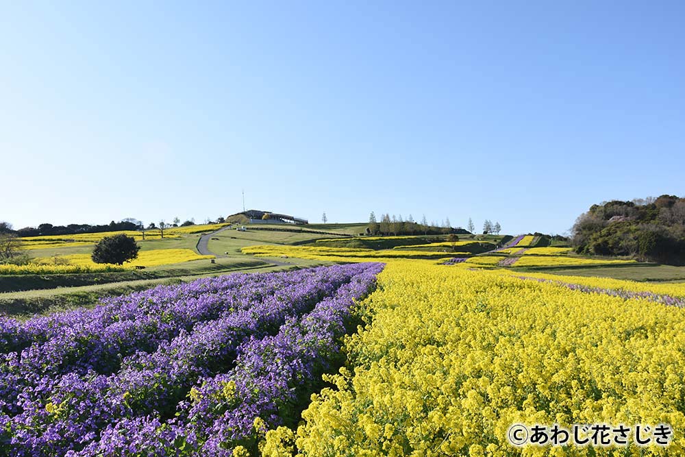 淡路島のあわじ花さじき