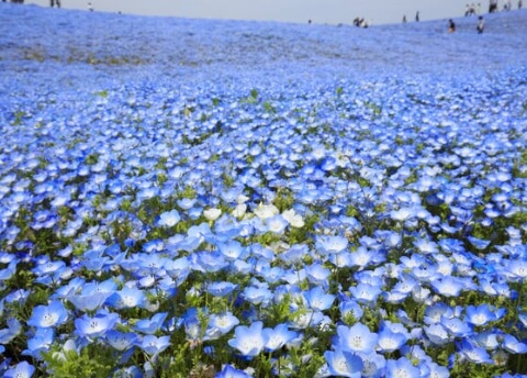 国営ひたち海浜公園