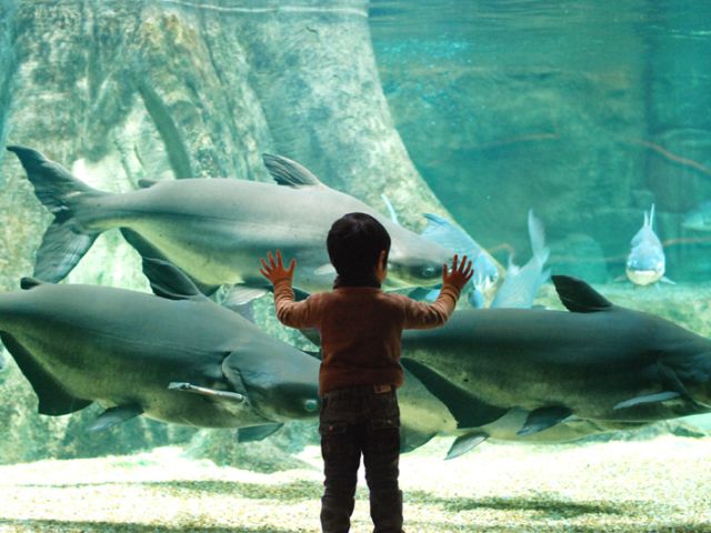世界淡水魚園水族館