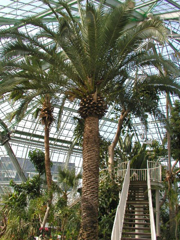 函館市熱帯植物園