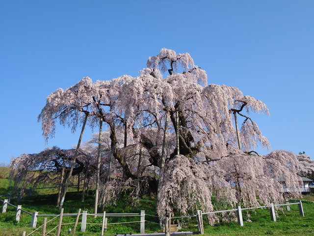 三春滝桜