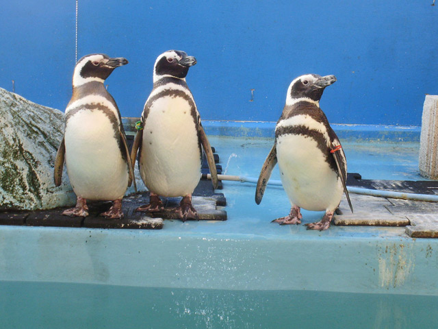 寺泊水族博物館