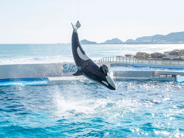 千葉県鴨川シーワールド