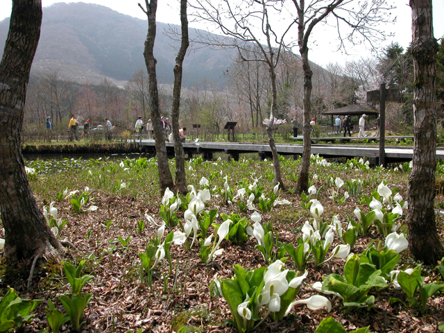 箱根湿生花園