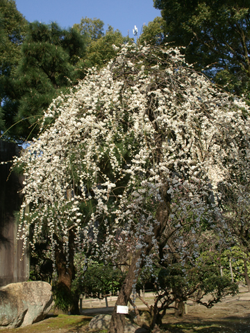 縮景園