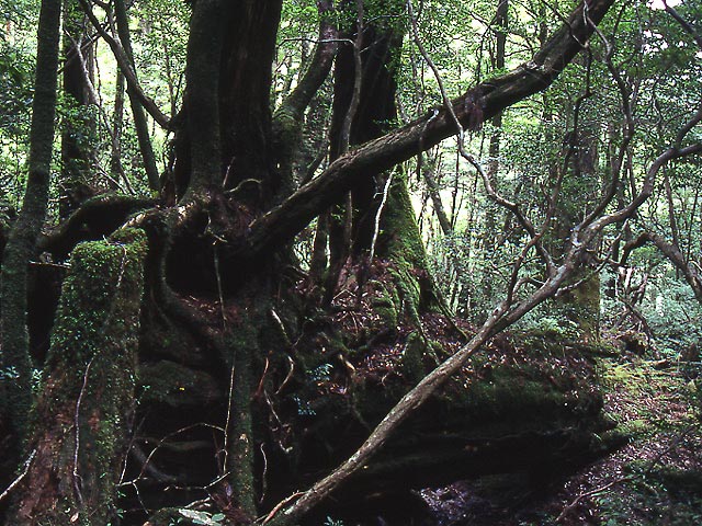 ヤクスギランド