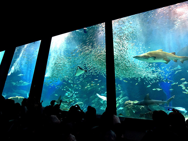 マリンワールド海の中道