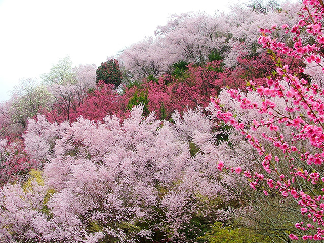 福島の花見山公園