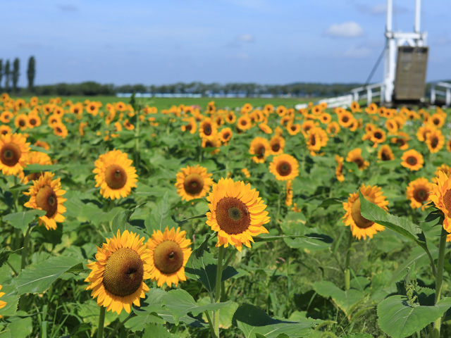 千葉県の佐倉ふるさと広場