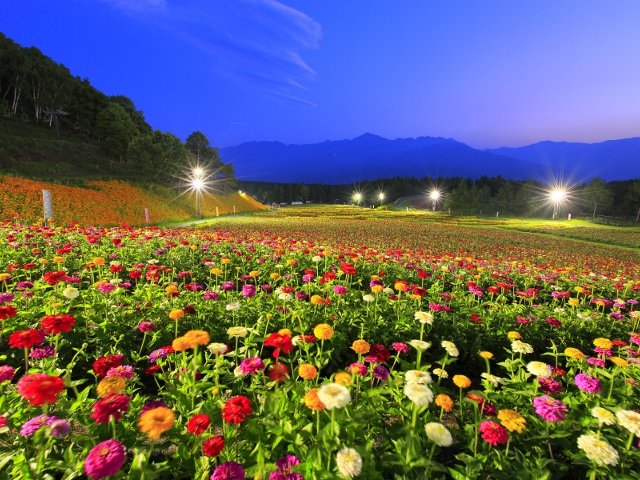富士見高原花の里