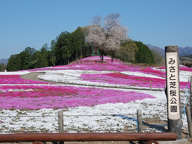 みさと芝桜公園