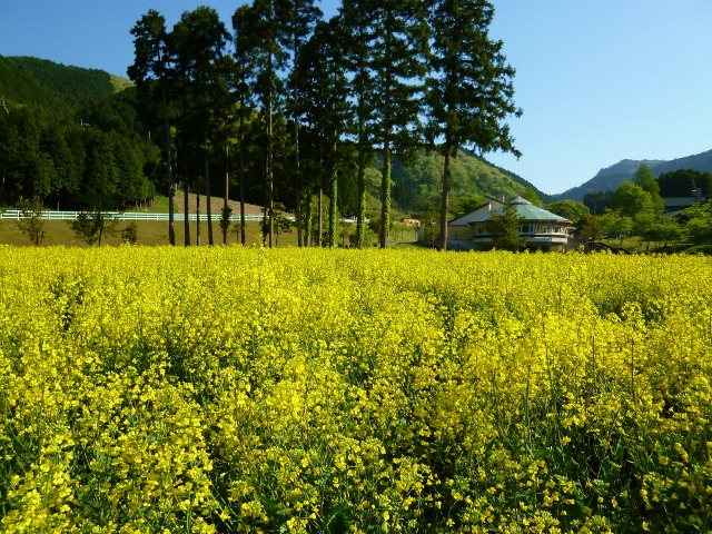 神崎農村公園ヨーデルの森