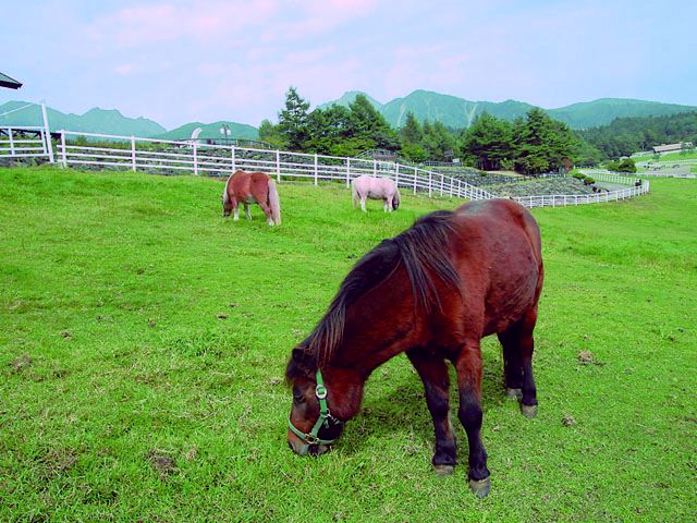 山梨県立まきば公園