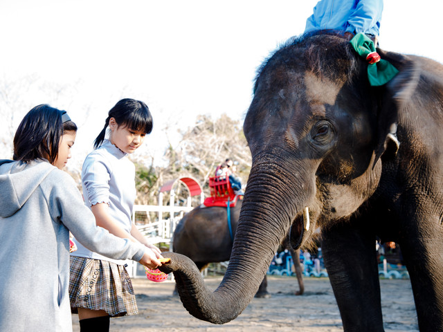 ANIMAL WONDER REZOURT 市原ぞうの国