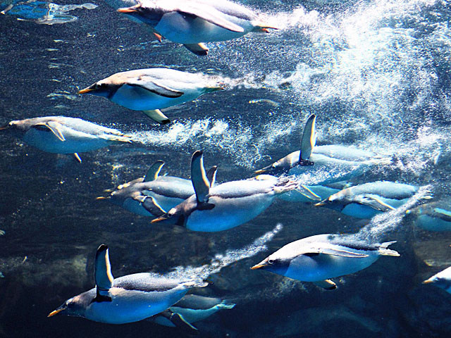 山口県の下関市立しものせき水族館「海響館」