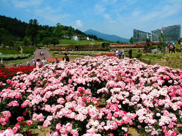 茨城県フラワーパーク