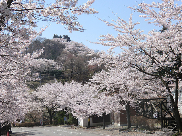 桜山公園