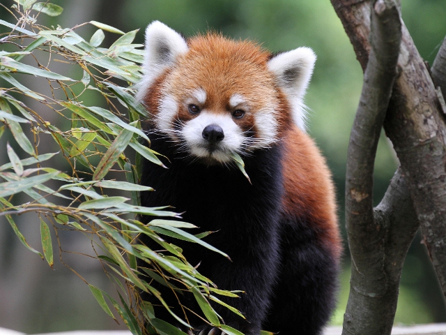 千葉市動物公園