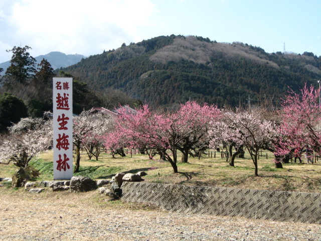 越生梅林