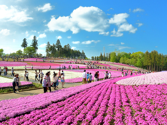 羊山公園