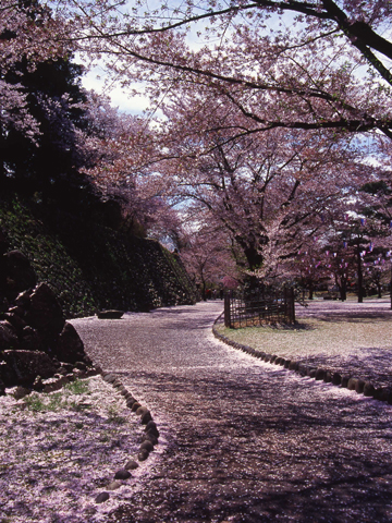 小諸城址 懐古園