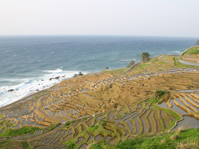 白米千枚田