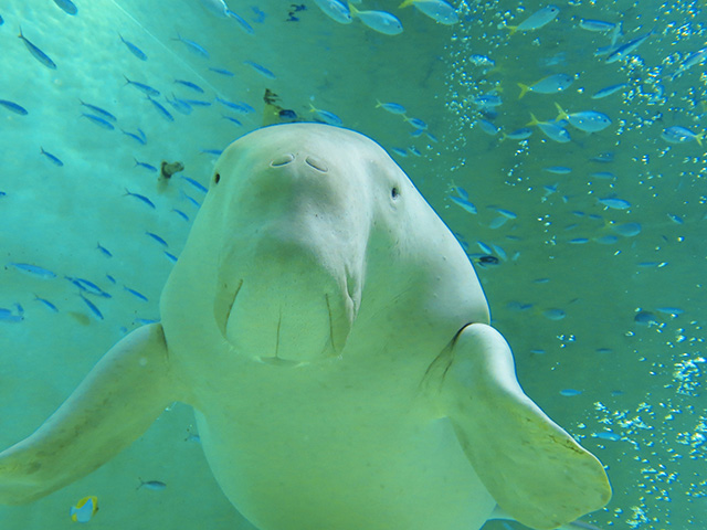 鳥羽水族館