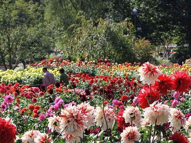 川西ダリヤ園