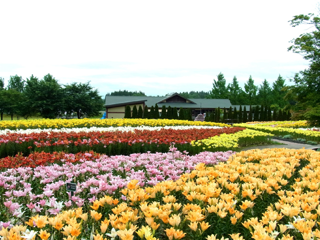 どんでん平ゆり園