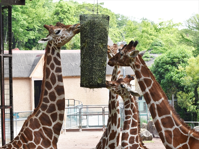 東京都 多摩動物公園