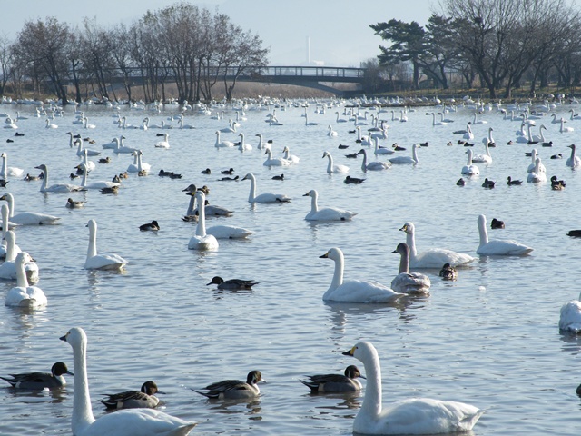 瓢湖水きん公園