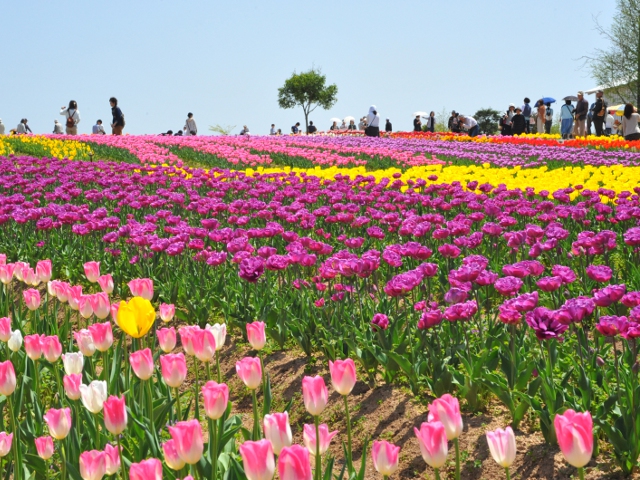 世羅高原農場