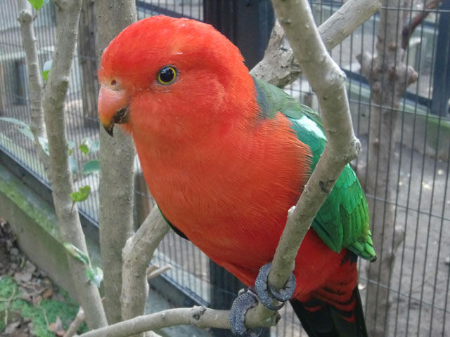 キャンベルタウン野鳥の森