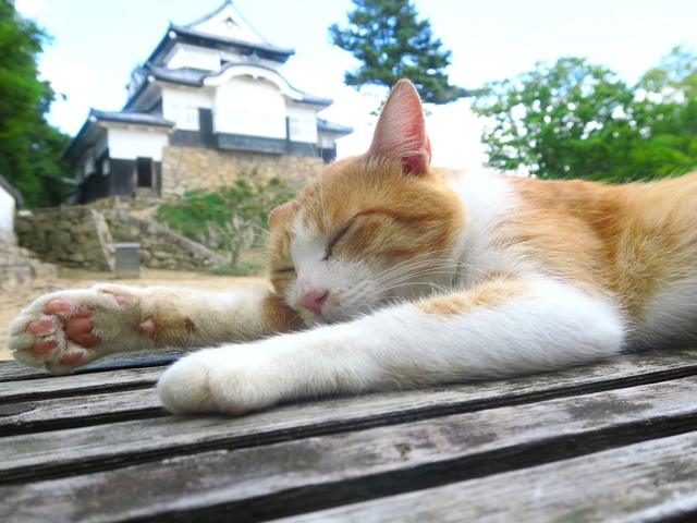 高梁・新見