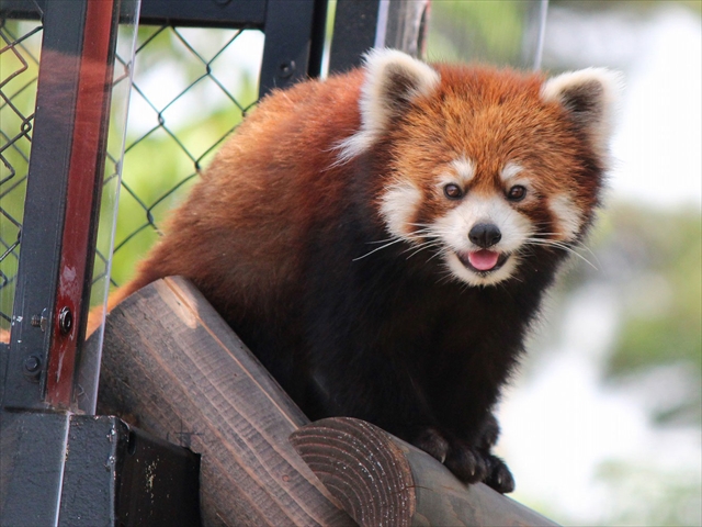 秋田市大森山動物園~あきぎんオモリンの森~