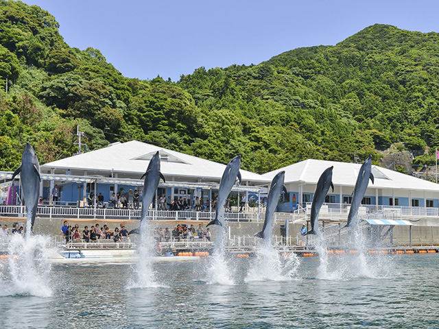 うみたま体験パーク「つくみイルカ島」