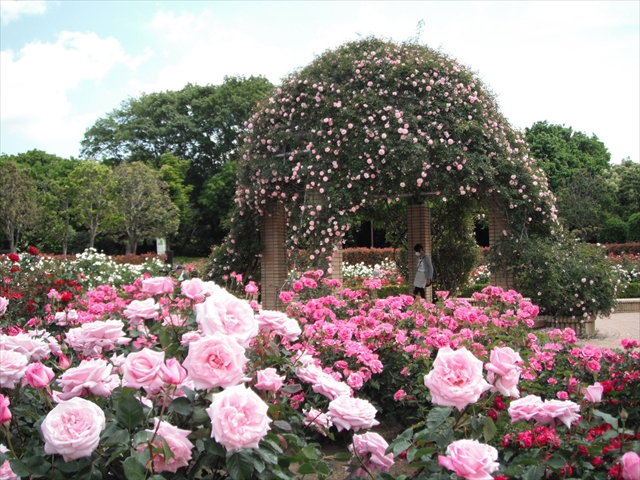 千葉県立柏の葉公園
