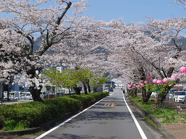 家山の桜トンネル