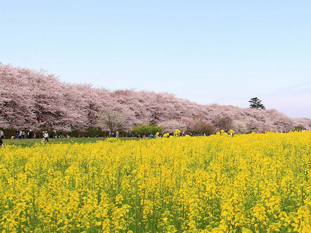 幸手権現堂桜堤