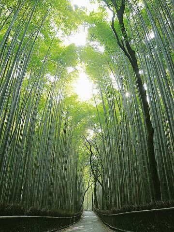 竹林の小径