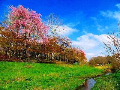 都立 武蔵野公園