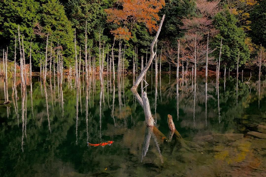 イメージ：一の俣桜公園