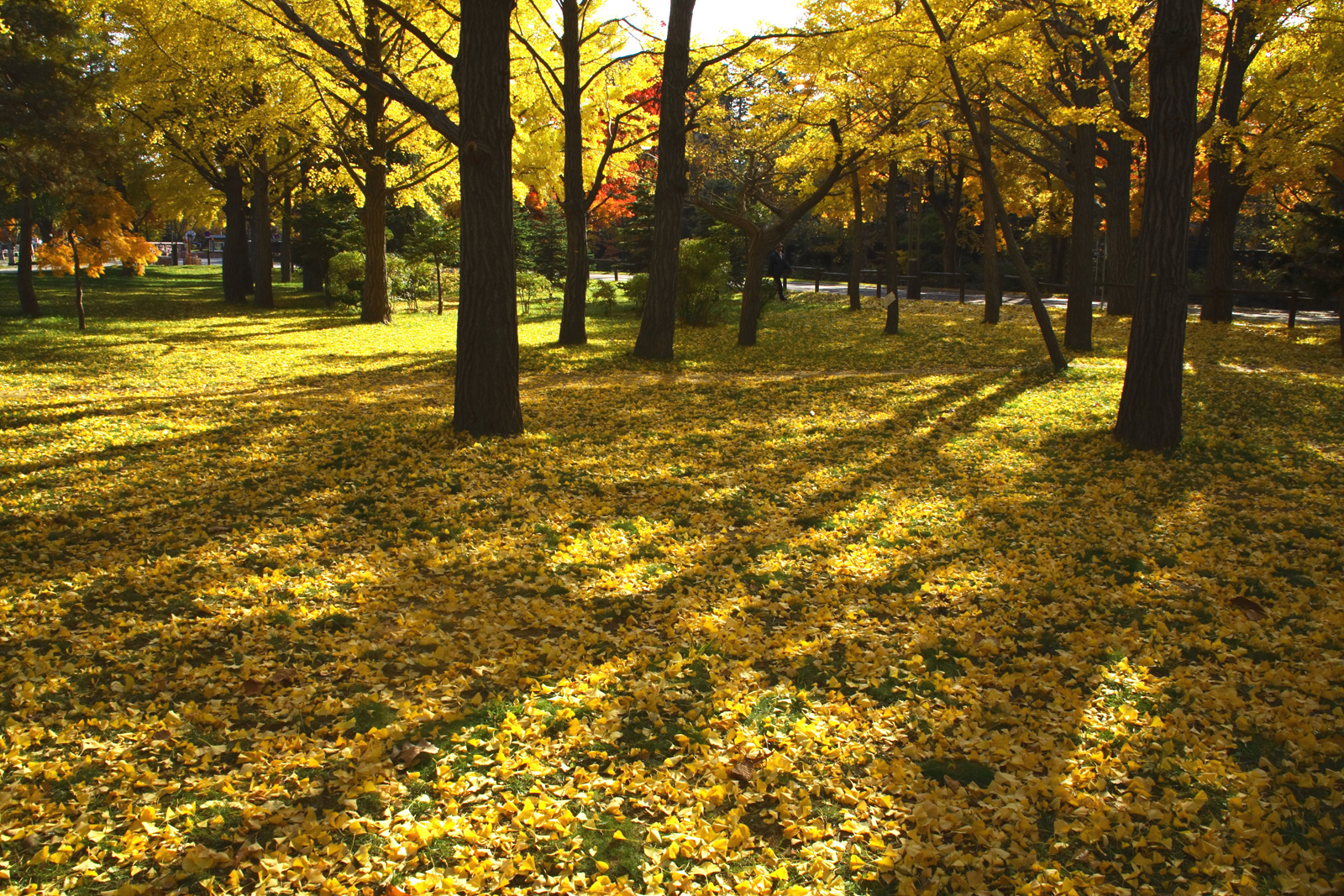 イメージ：中島公園