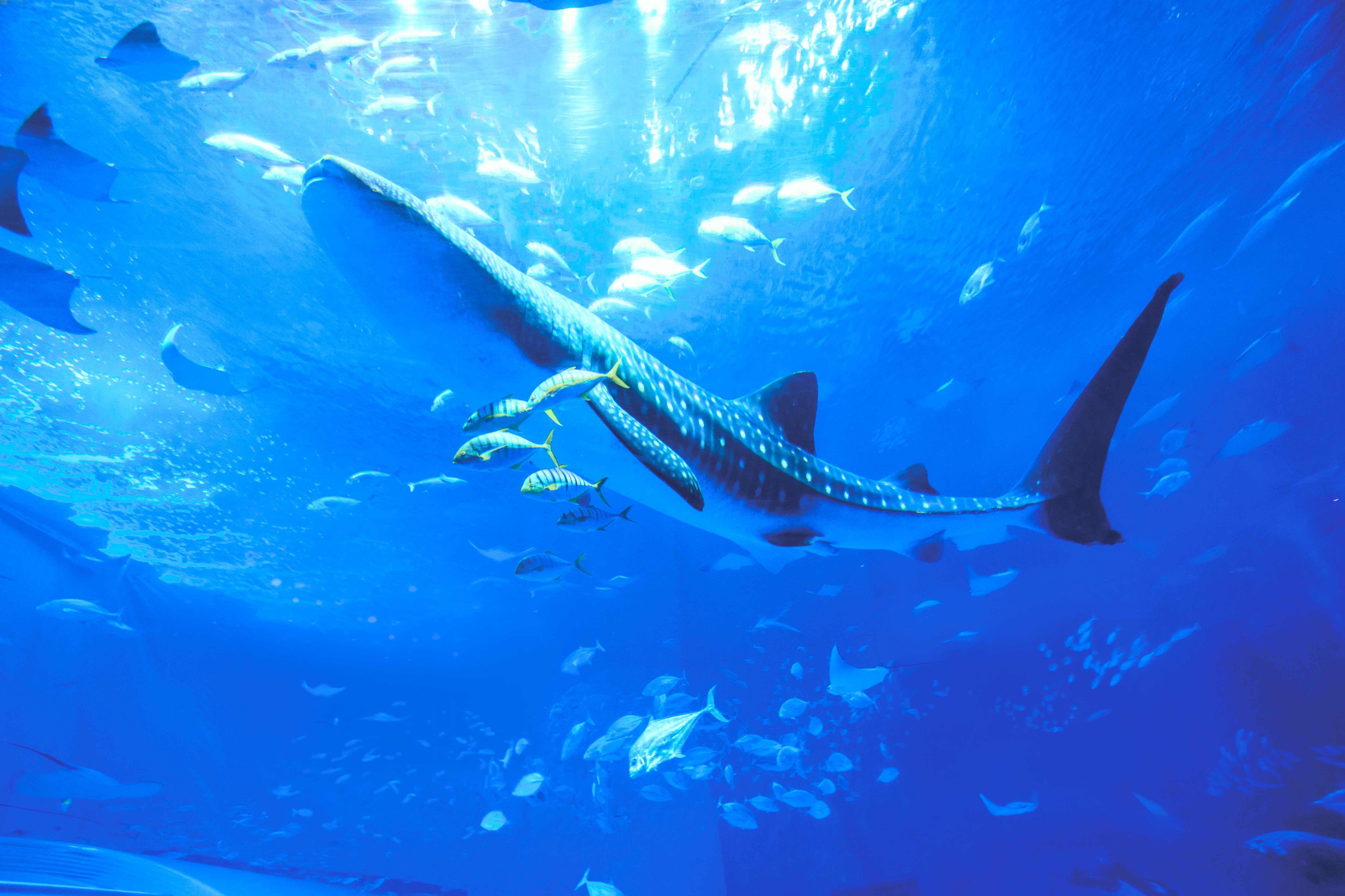 沖縄美ら海水族館