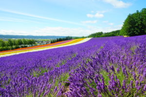 富良野ラベンダー