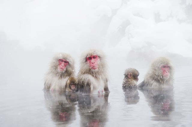 野生動物・虫について