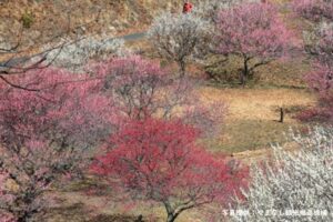 敷島総合公園の梅