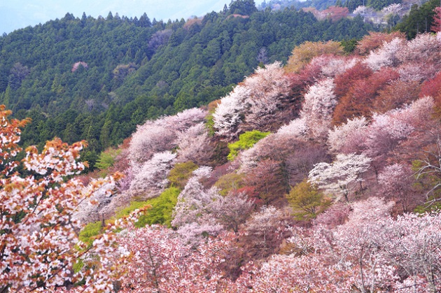 吉野山